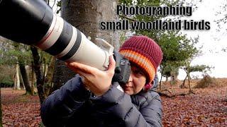 Photographing small woodland birds.