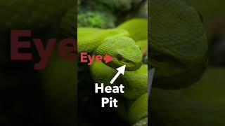 Snake with Heat Vision (unbelievable) #shorts #animals