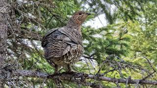 Newfoundland spruce grouse