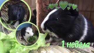 Малышам морской свинки 1 неделя|guinea pigs babies 1 week|СВИНКИ с МОРЯ