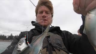 Fishing for Herring with a Rod and Reel during the Herring Spawn on Vancouver Island