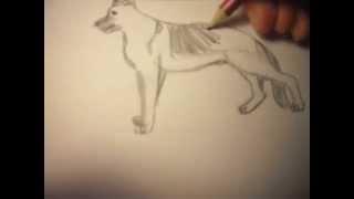 как рисовать собаку : немецкую овчарку