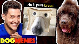 Reacting To Dog Memes With My Newfie Bear