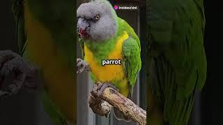 5 Fascinating Facts About the Senegal Parrot #pets