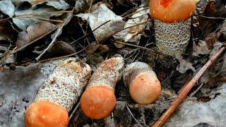 Mushroom abundance in November 2019. Mushrooms so many, that facilitated all!