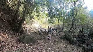 The sheep herding lifestyle of the village people