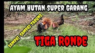 Ayam Hutan Super Garang, Sampai-sampai Tarung Tiga Ronde