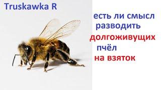 #Пчёлы. Что будет, если долгоживущих пчёл отправить за мёдом? Принесут больше или нет?