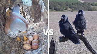 Kestrel vs Jackdaw - Brutal Fight To Defend 6 Kestrel Bird Eggs | Mr & Mrs Kes | Robert E Fuller