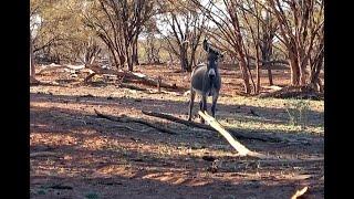 WILD FERAL DONKEY MANAGEMENT 3 - DO NOT WATCH Contains Culling Scenes #hunting