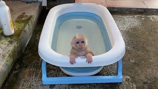 monkey abi enjoys her new bathtub and doesn't want to go out