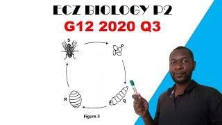 Biology paper 2 || G12 2020 || Question 3 answers