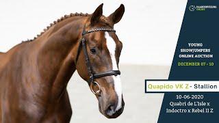 Quapido VK Z - Young Showjumpers Online Auction - Paardenveilingonline.com