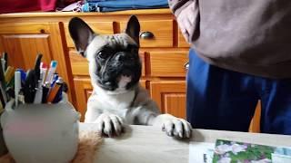 Bouledogue français fait un caprice