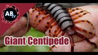 Giant Centipede : Corey Wild - Ep. 4 : AnimalBytesTV