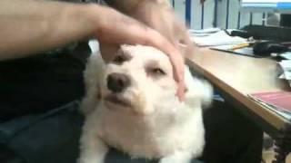 Bichon Frise Extreme Stroke