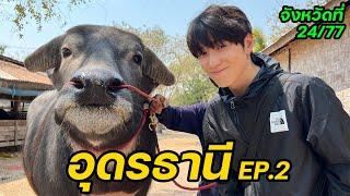 ควายไทย vs ควายเกาหลี | จังหวัดที่ (24/77)