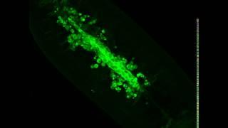 Cell Sheet Morphogenesis: Dorsal Closure in Drosophila melanogaster as a Model System: Suppl Vid 4