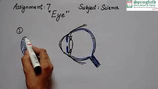 Grade 6 General Science: Eye