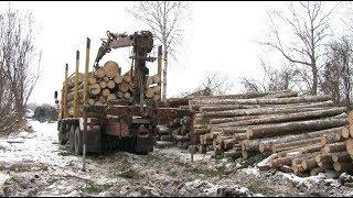 Незаконная вырубка леса в селе Батурино