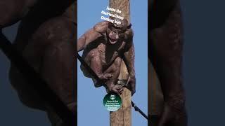 Climbing Jambo the #hairlessChimp #shorts