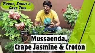 Mussaenda Plant, Crape Jasmine and Croton - Prune, Shoot & Care Tips - Plants Growth