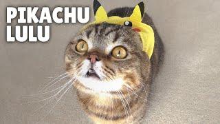 Pikachu LuLu! | Kittisaurus