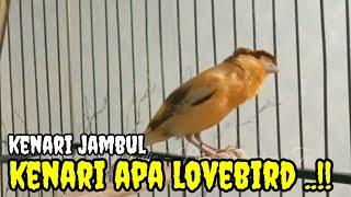 LANGSUNG NYAUT !! kenari manapun pasti nyaut setelah dengar kenari isian lovebird ! lb gacor panjang