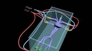 Adult Heart Phantom for Medical Imaging