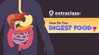 How Do You Digest Food? | Biology | Extraclass.com