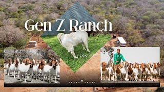 Boer Goat Farming in Kenya