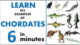 CHORDATES (Animal Kingdom)- Short Tricks || Learn All Examples in 6 Minutes || NEET 2021 || NCERT