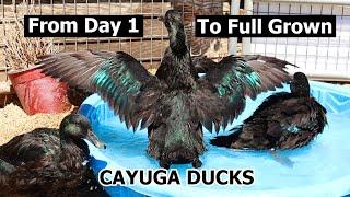 Cayuga Ducks As Pets - The All Black Duck