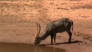 Watering Hole: Waterbuck. Водопой, водяной козел (1643sp)