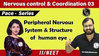 Nervous Control & Coordination03| Peripheral Nervous System & Structure of Human Eye| 11 |NEET |Pace