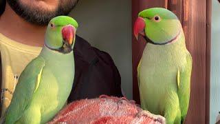 Gaana gane wale tote || Parrot singing in natural voice