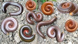 OMG ‼️‼️ hunting and observe millipedes luwing kaki seribu,black millipede and snail