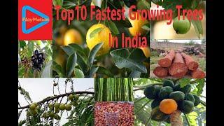 Top 10 Fastest Growing Trees In India