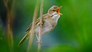 A Bird of Many Voices: The Marsh Warbler's Unique Song ~ Acrocephalus palustris