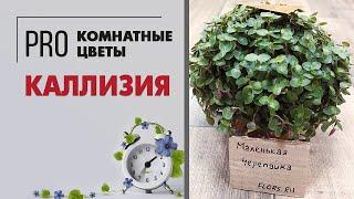 Каллизия - почвопокровное растение для подсадки к крупномерам