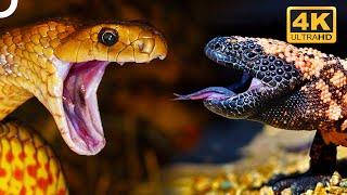 INSTANT KILLERS: WORLD'S TOP 5 MOST VENOMOUS ANIMALS! | WILDLIFE DOCUMENTARY | 4K ANIMAL DOCUMENTARY