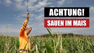 Achtung, Sauen im Mais! So nutzt man eine Wärmebilddrohne um die Rottenstruktur zu erkennen