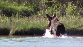 Bull moose crossing Bow River in NW calgary due to Climate Change (everything is C.C.)