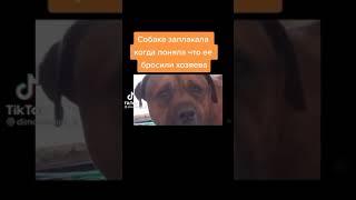 грустное видео про собаку