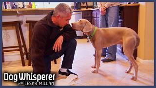 Biting Weimaraner Rules The Household | Dog Whisperer With Cesar Millan