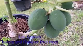 ( Simple in second )to make Papaya tree growth shorter and a lot of Papaya fruit grow in a pots .