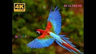 Wild Birds Special Collection 8K / Breathtaking Beauty Earth's Relaxation VIDEO ULTRA HD HDR 60FPS