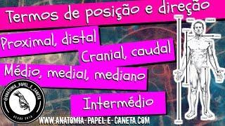 Termos anatômicos de POSIÇÃO e DIREÇÃO - MEDIAL, MÉDIO, INTERMÉDIO, MEDIANO...