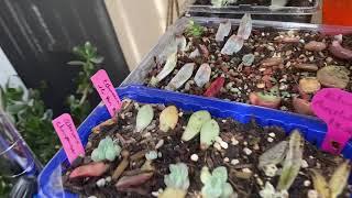 Succulent Talk - Leaves propagation JC Van Kepple, Champaign, moonstones and Lavender pebbles