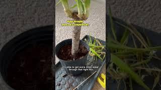 This could be the issue with your yucca plant #plantcare #yucca #plantlovers